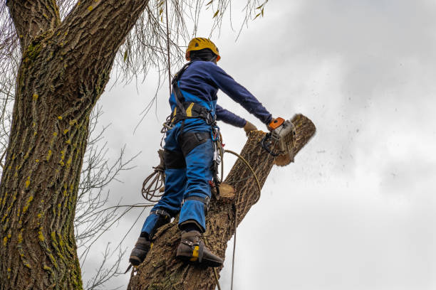 Reliable Lafayette, CA Tree Services Solutions