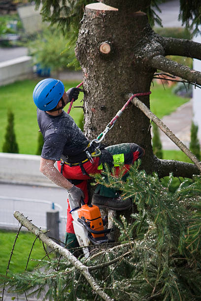 Best Tree and Shrub Care  in Lafayette, CA