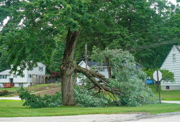 How Our Tree Care Process Works  in Lafayette, CA